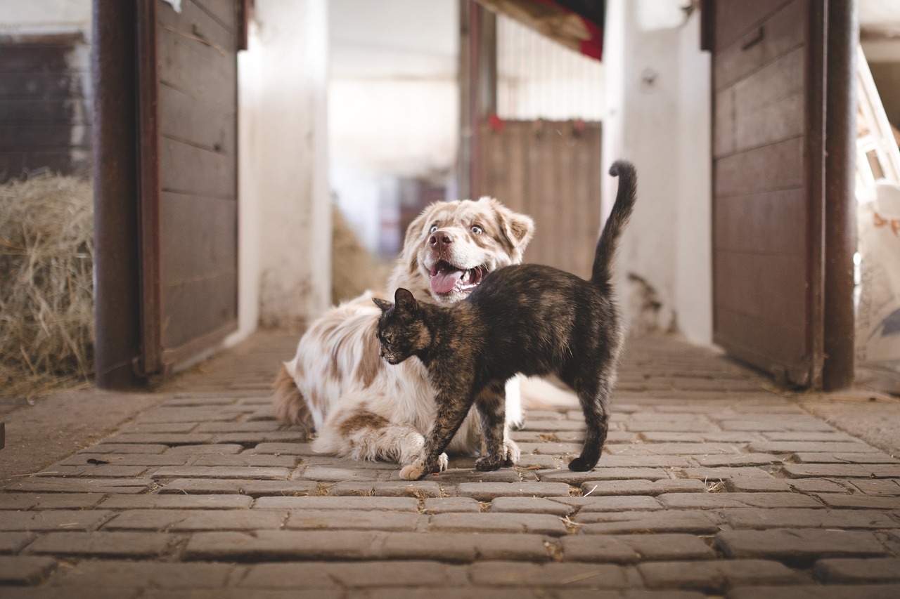 How to Train Your Dog to Stay Focused